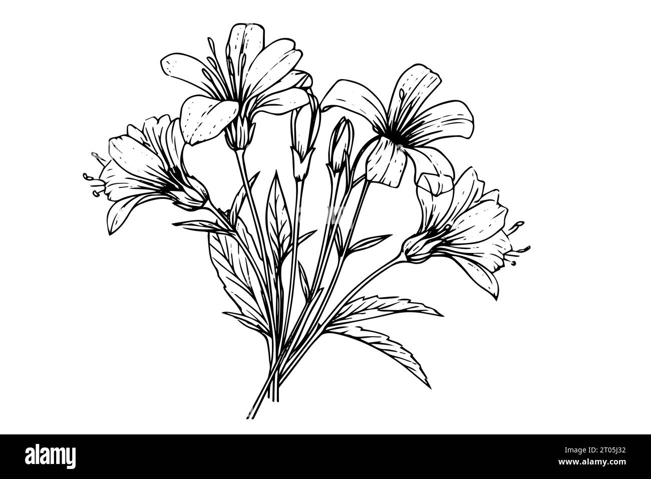 Croquis à l'encre dessiné à la main de fleur sauvage. Illustration vectorielle de style rétro gravée. Illustration de Vecteur