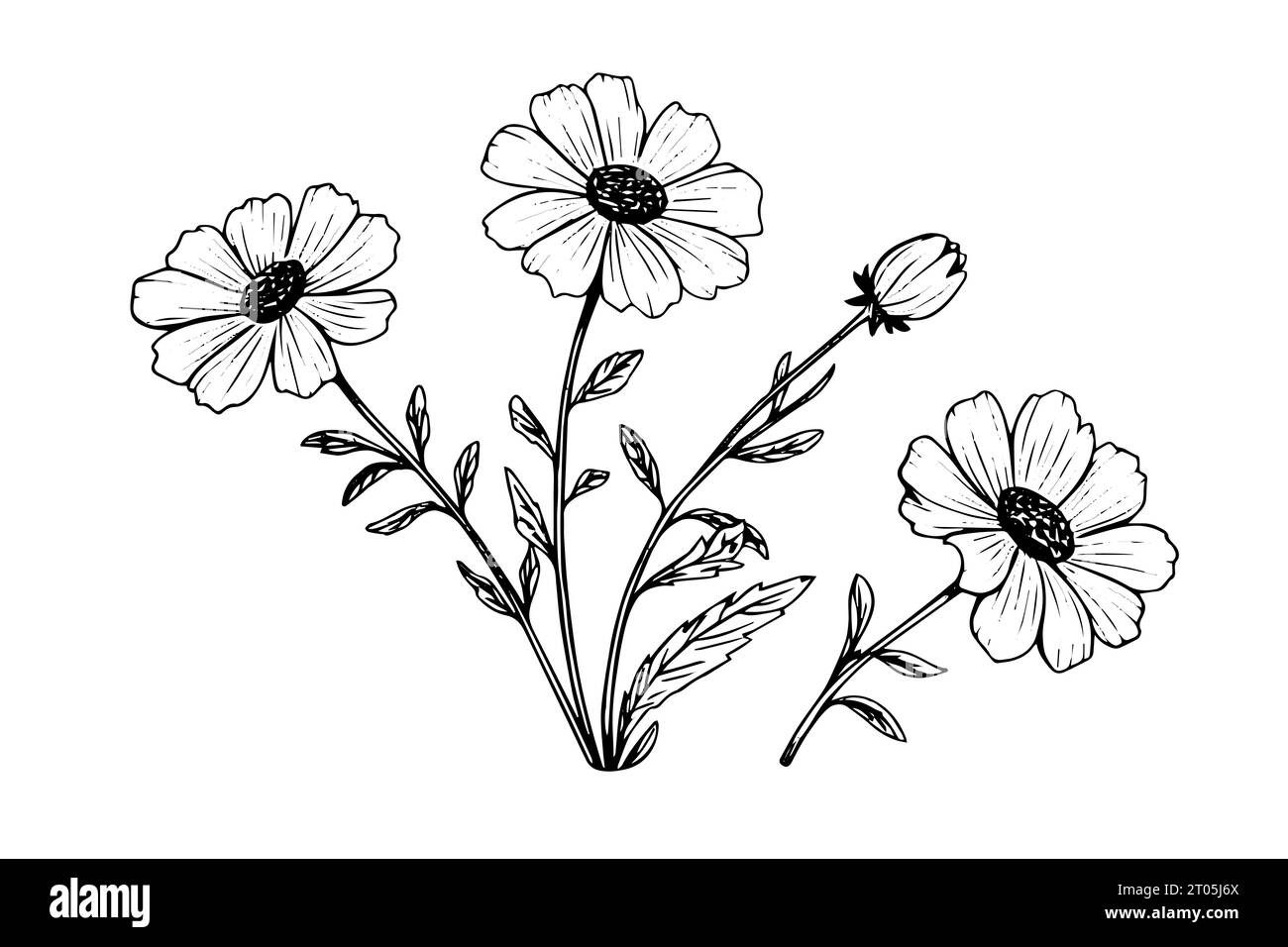 Croquis à l'encre dessiné à la main de fleur sauvage. Illustration vectorielle de style rétro gravée. Illustration de Vecteur