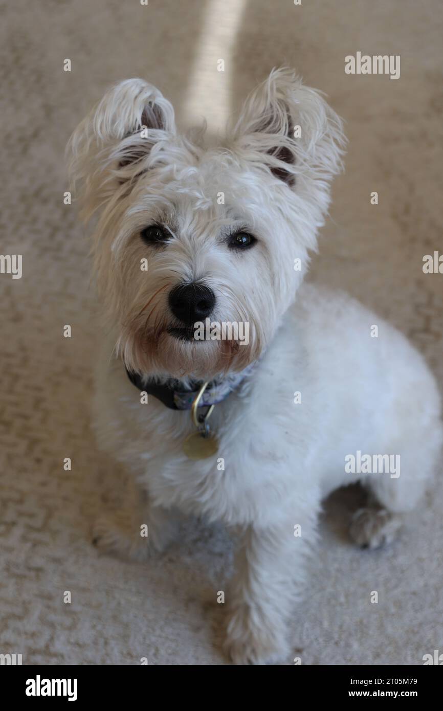 Chien West Highland White Terrier à l'intérieur Banque D'Images