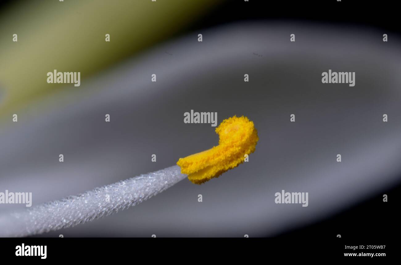 Gros plan du pollen jaune d'une anthère d'une plante d'araignée (avion) (Chlorophytum comosum). Banque D'Images