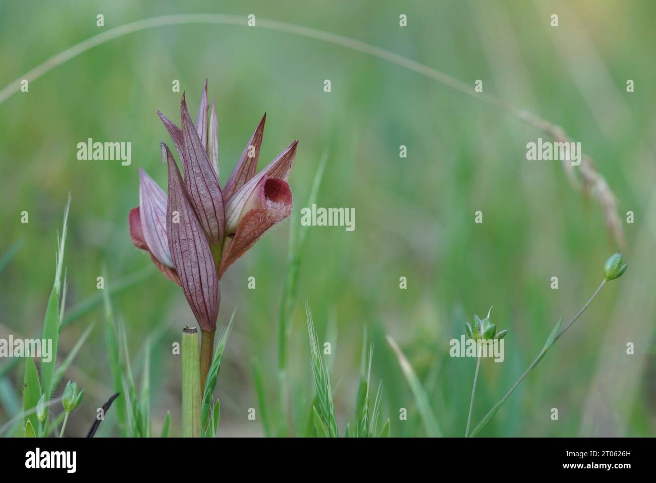 Gros plan naturel sur l'orchidée rouge à longue lèvre de la langue, Serapias vomeracea sur fond vert naturel flou Banque D'Images