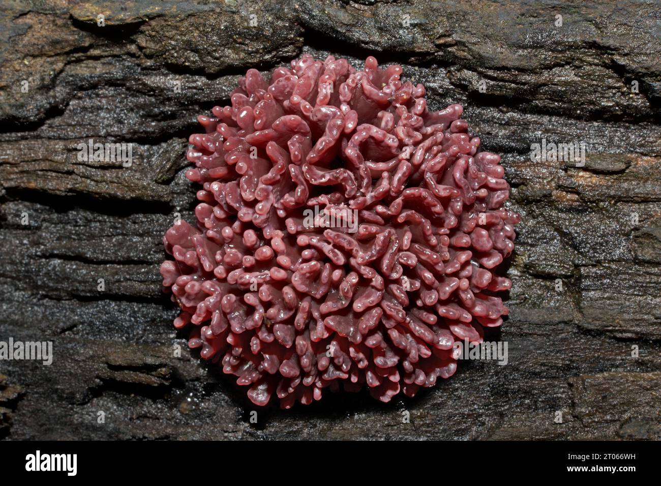 Ascocoryne sarcoides (jellydisc violet) est un champignon de gelée trouvé sur le bois mort. Il est largement distribué en Amérique du Nord, en Europe et en Asie. Banque D'Images