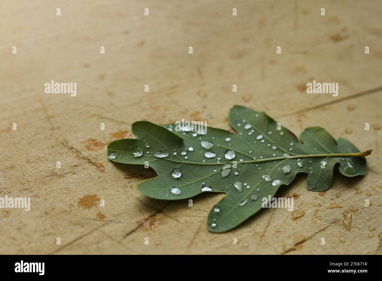 gouttes de pluie macro-sélectives sur une feuille de chêne Banque D'Images