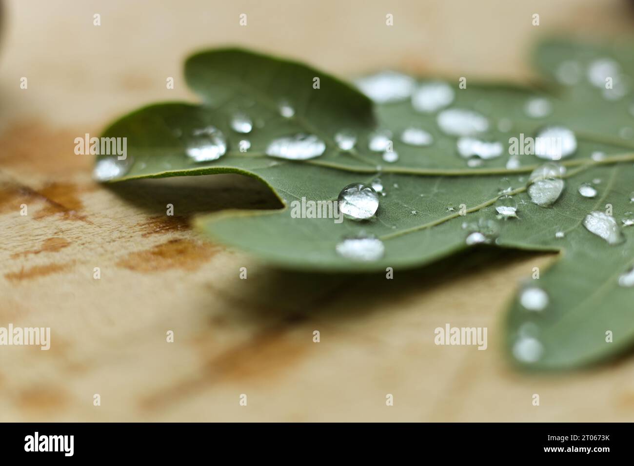 gouttes de pluie macro-sélectives sur une feuille de chêne Banque D'Images
