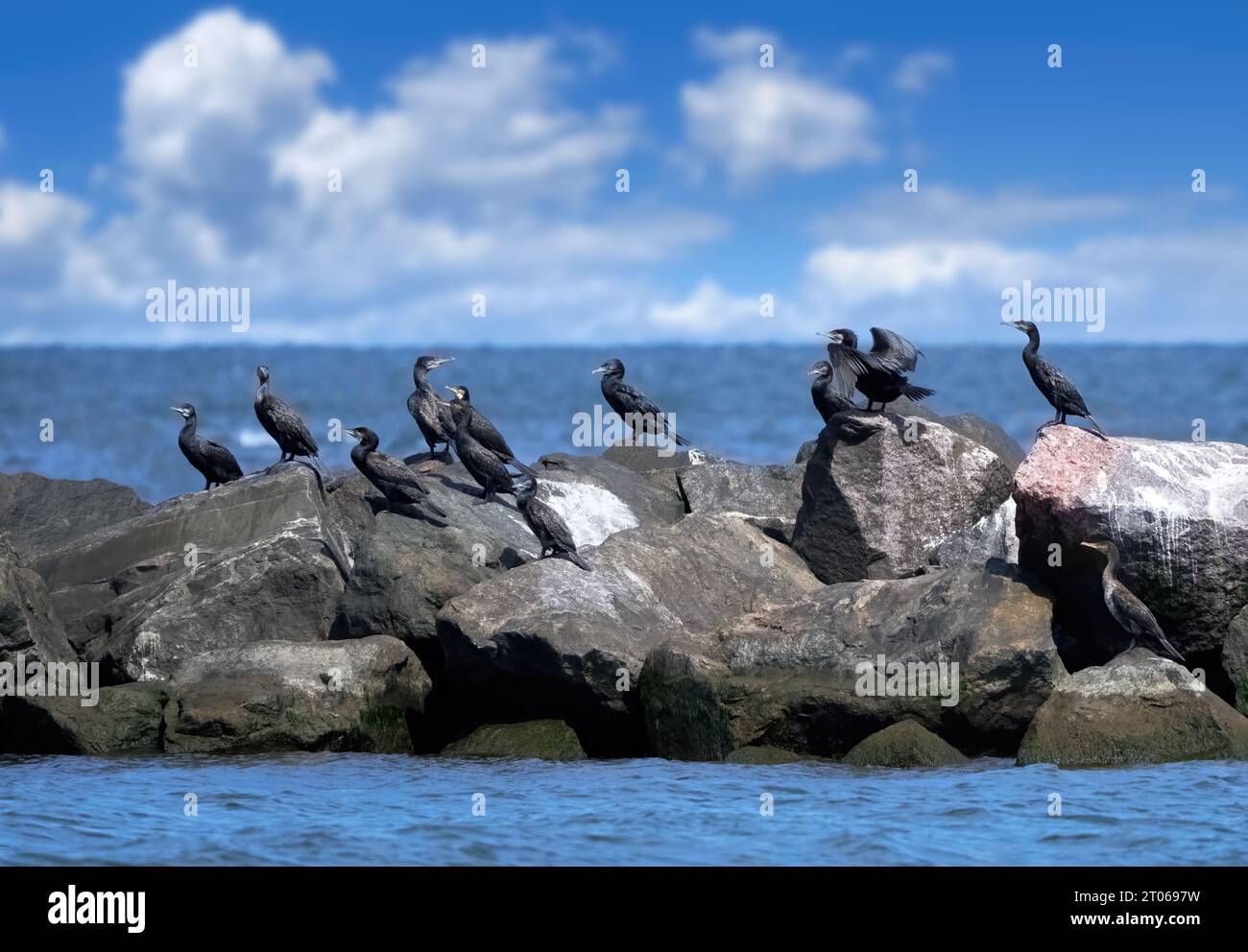 Groupe de cormorans (Phalacrocorax carbo) assis sur de grandes pierres d'un mur protecteur dans la mer Banque D'Images