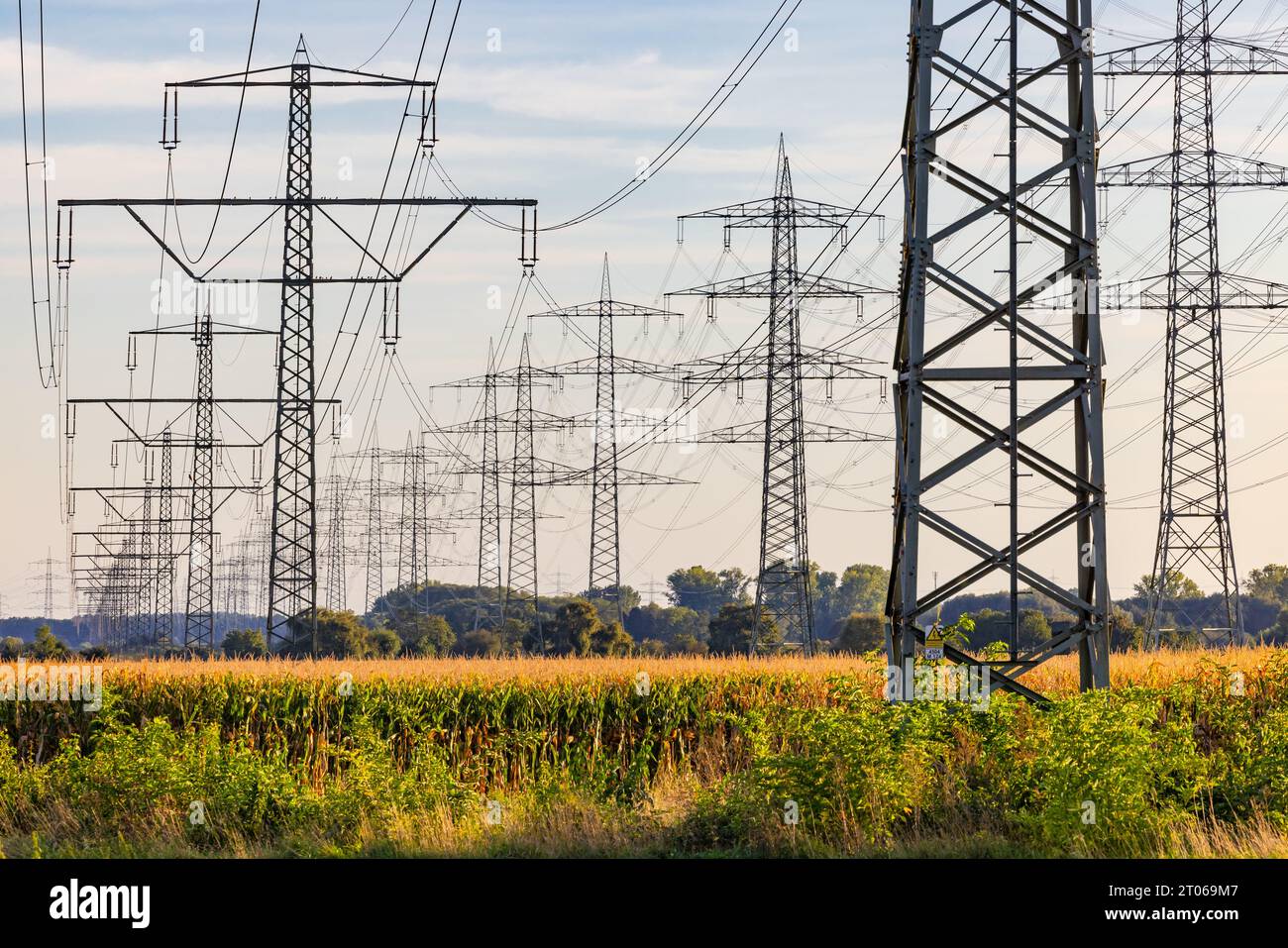 D'innombrables pylônes à haute tension et lignes électriques jusqu'à l'horizon dans un champ de maïs perturbent le paysage au coucher du soleil Banque D'Images