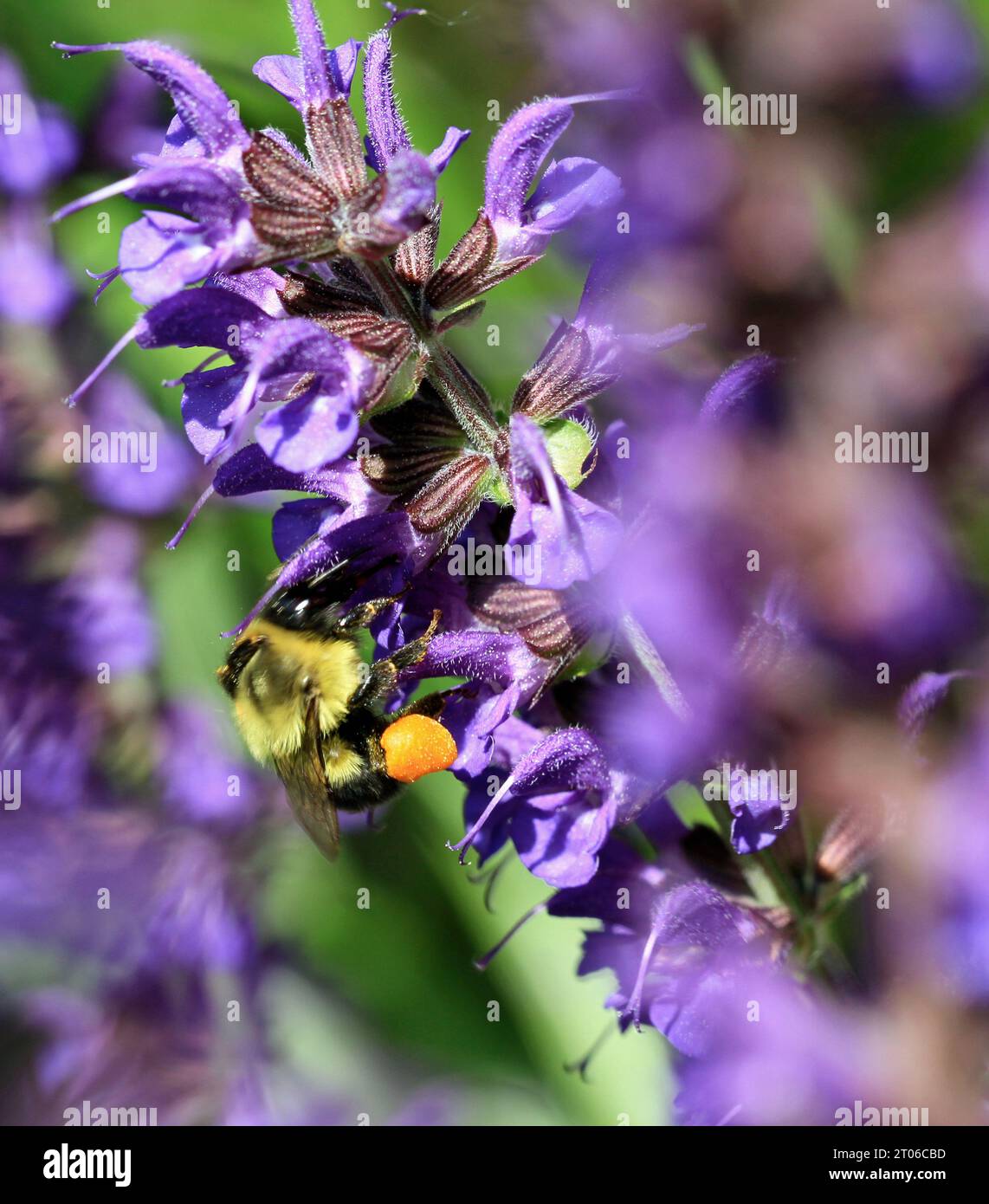 Bourdon commun femelle de l'est (Bombus impatiens) avec des paniers à pollen se nourrissant de nectar de salvia 'May Night' dans un jardin de la Nouvelle-Angleterre Banque D'Images