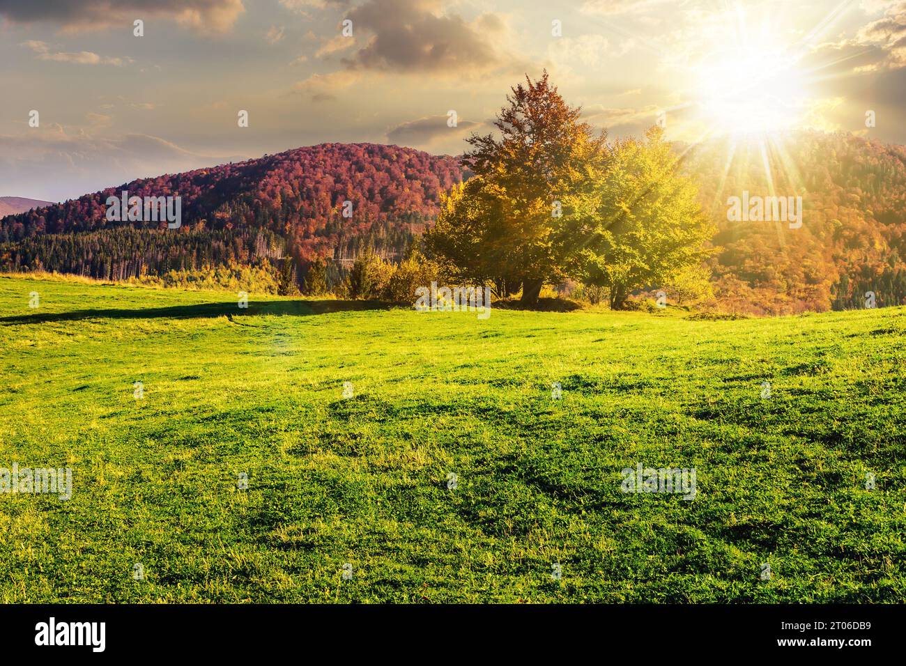 paysage d'automne de montagne au coucher du soleil. peu d'arbres sur la prairie à flanc de colline. beau paysage de campagne dans la lumière du soir Banque D'Images