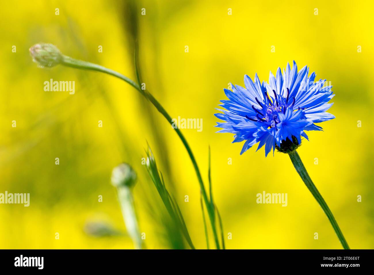Bleuet (centaurea cyanus), également connu sous le nom de Bluebottle, gros plan d'une seule fleur bleue tirée contre le jaune d'un champ de colza. Banque D'Images