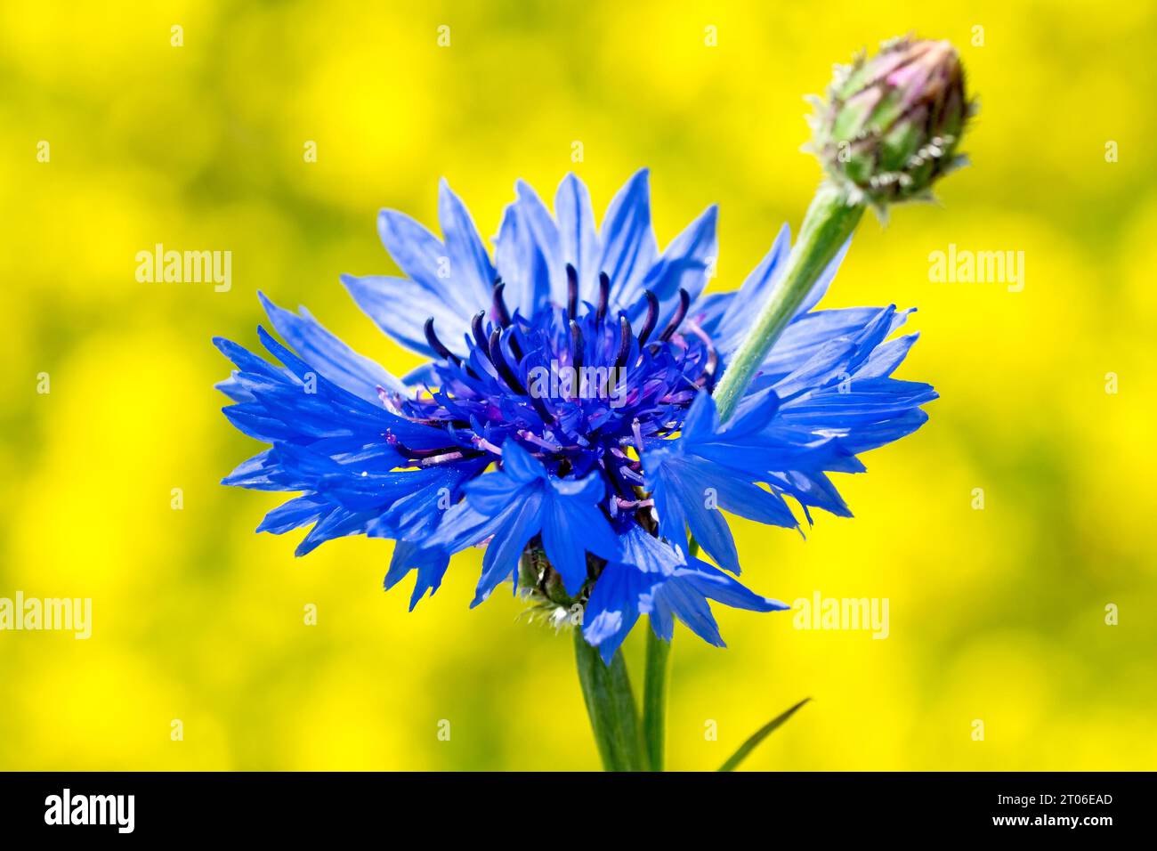 Bleuet (centaurea cyanus), également connu sous le nom de Bluebottle, gros plan d'une seule fleur bleue tirée contre le jaune d'un champ de colza. Banque D'Images