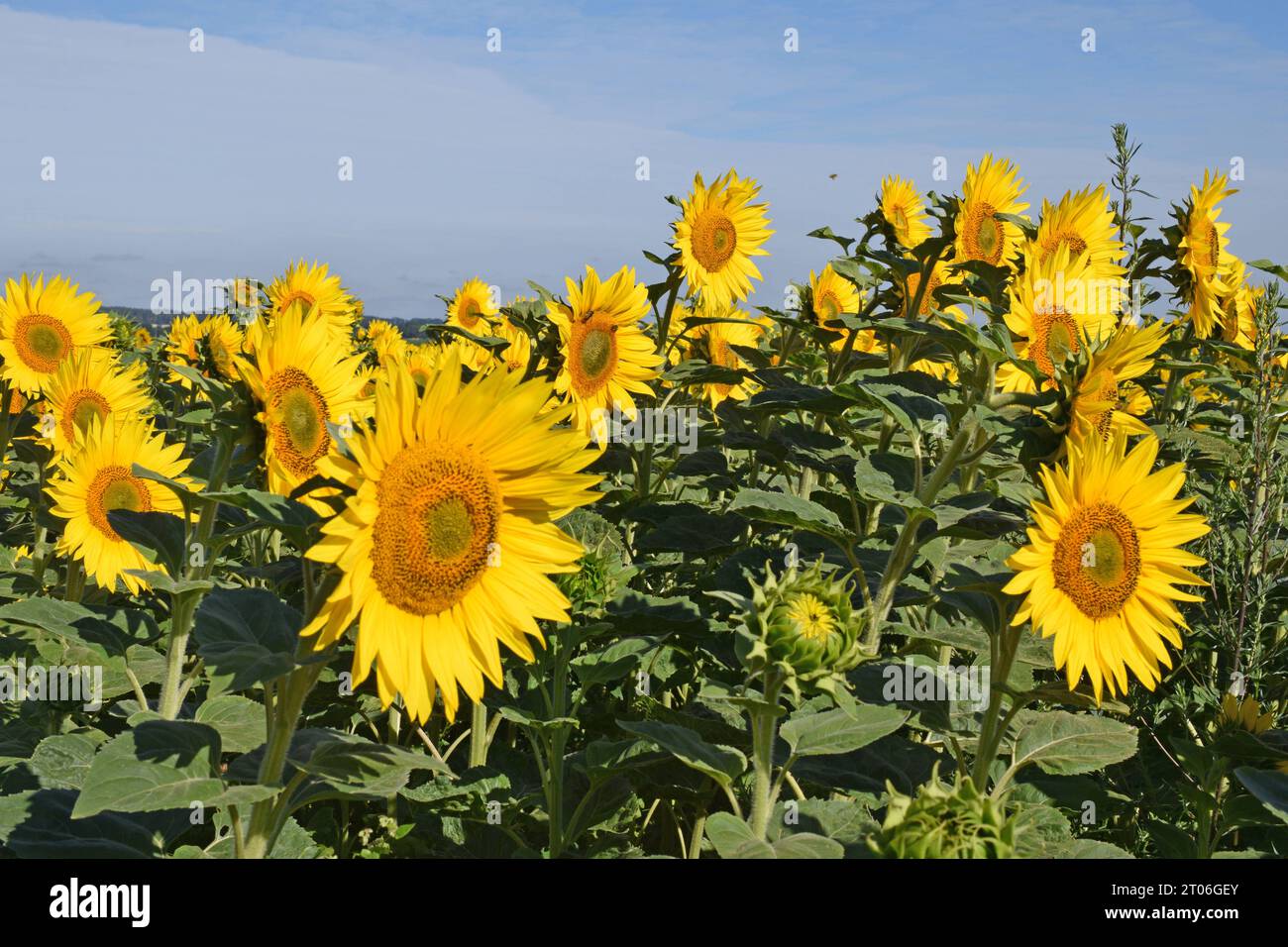 12.07.2022 Sonnenblumenfeld Deutschland/ Sachsen Anhalt/ Altmark/ Altmarkkreis Salzwedel/ zwischen Peertz und Immekath/ Sonnenblumenfeld/ eine Biene fliegt am Himmel *** 12 07 2022 champ de tournesol Allemagne Saxe Anhalt Altmark Altmarkkreis Salzwedel entre Peertz et Immekath champ de tournesol une abeille vole dans le ciel Credit : Imago/Alamy Banque D'Images