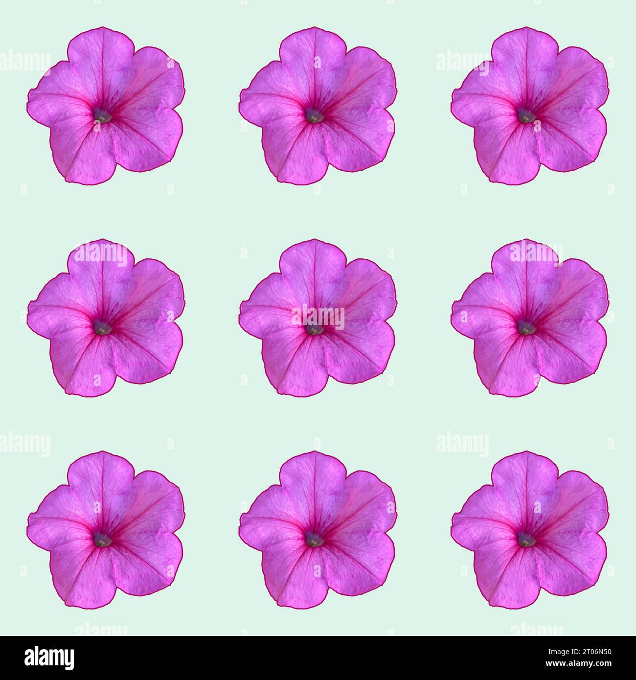 Motif sans couture tête de fleur de pétunia violet. Illustration vectorielle vue de dessus. Isolé sur fond clair Illustration de Vecteur