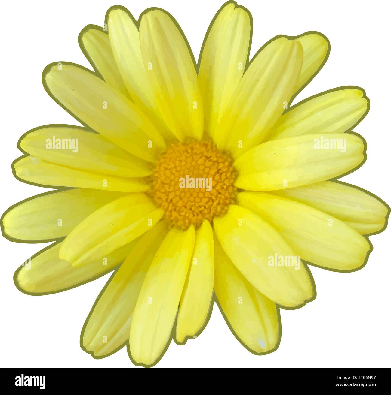 Fleur d'euryops jaune gros plan illustration tête de fleur. Illustration vectorielle vue de dessus. Isolé Illustration de Vecteur