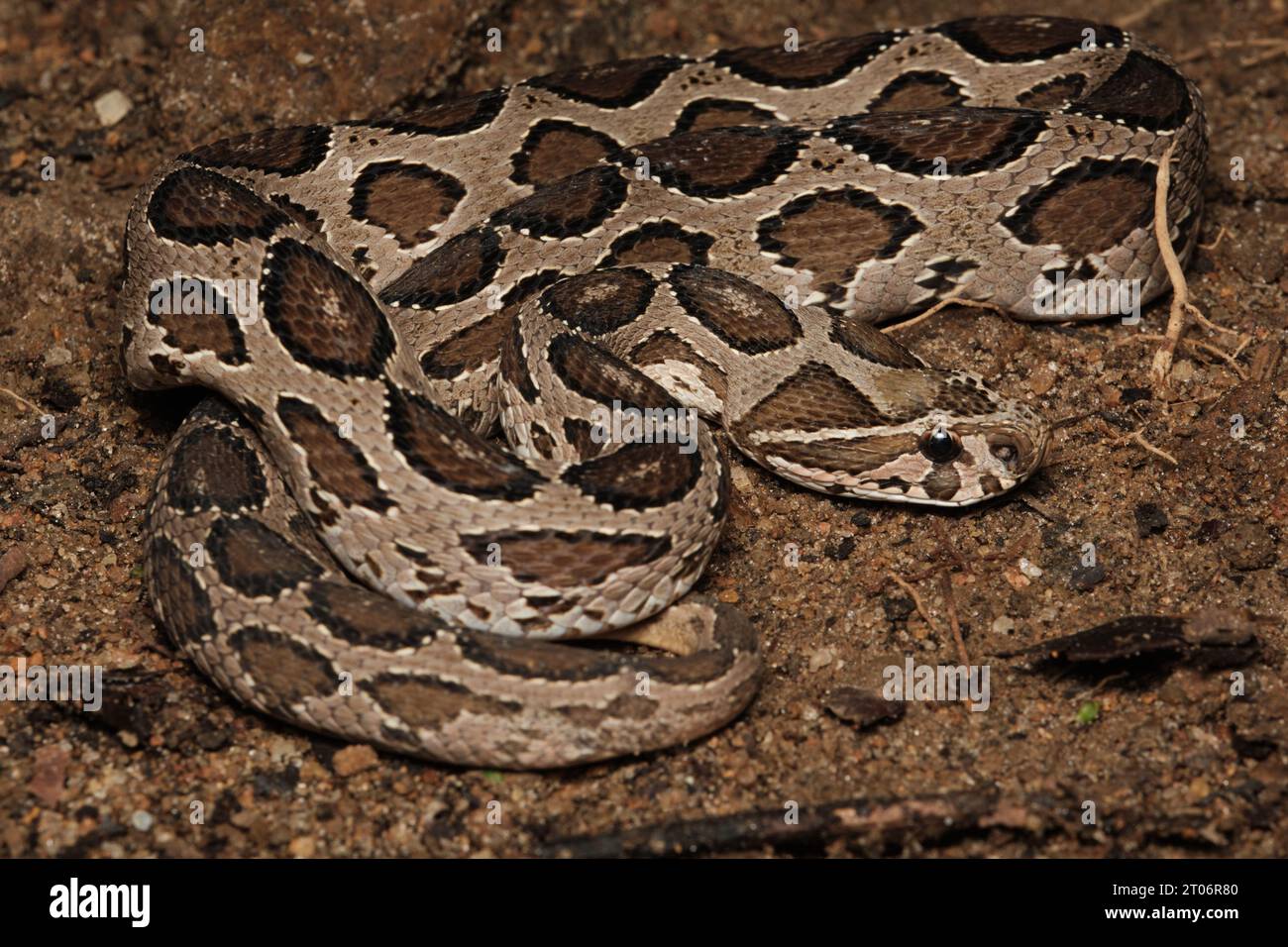 Viper de Russell (Daboia russelii) Banque D'Images