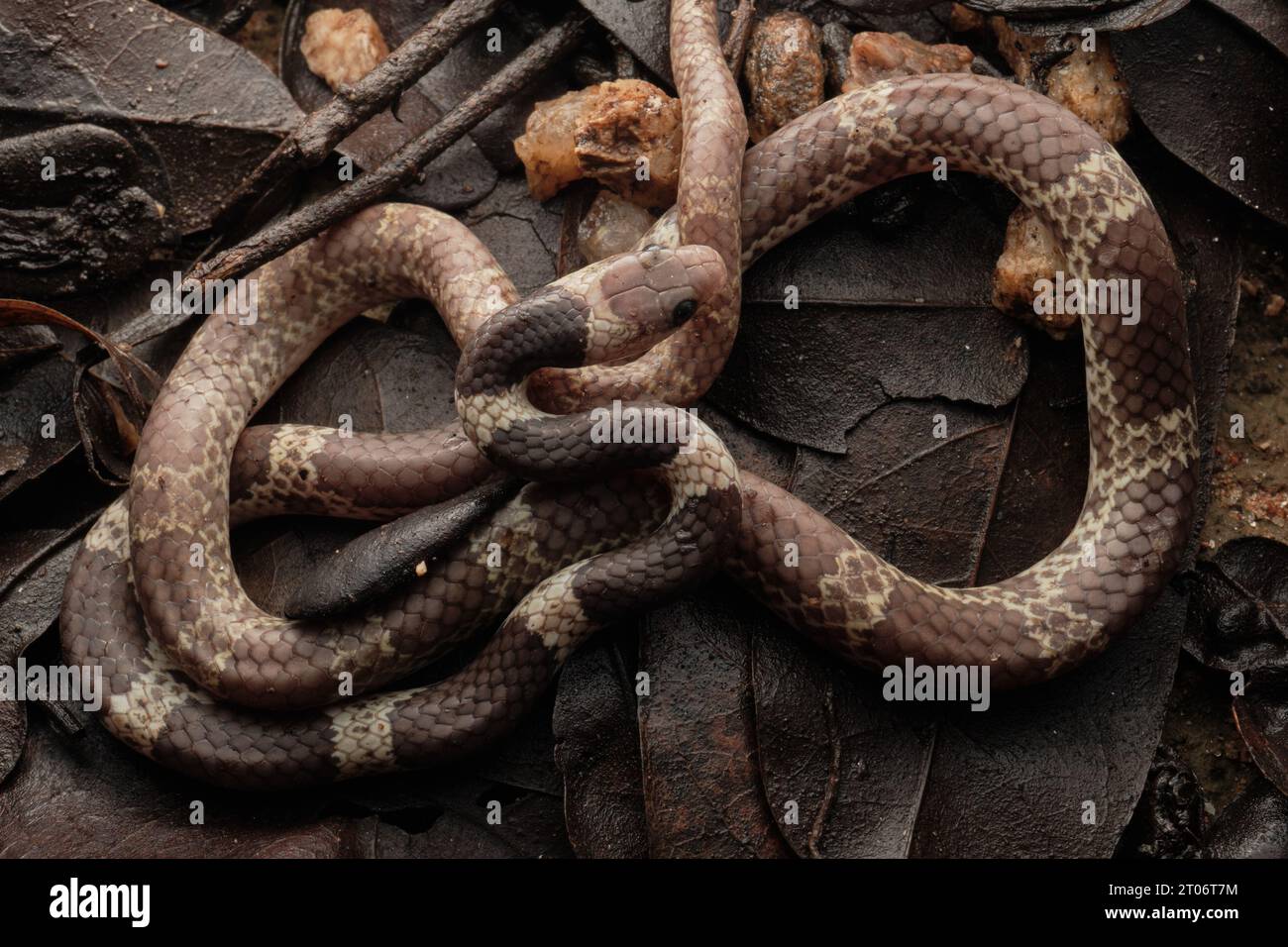 Serpent nuptial Vellore (Lycodon nympha) Banque D'Images