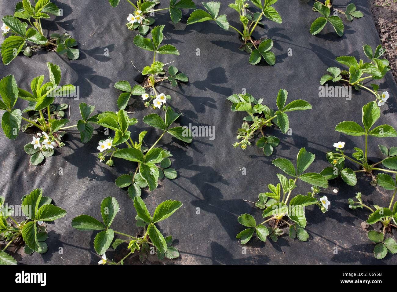 Fraise de jardin, fleurs blanches et bourgeons avec des feuilles vertes, gros plan. Arbustes de fraises à fleurs dans le jardin. Paillage avec spunbond noir, Banque D'Images