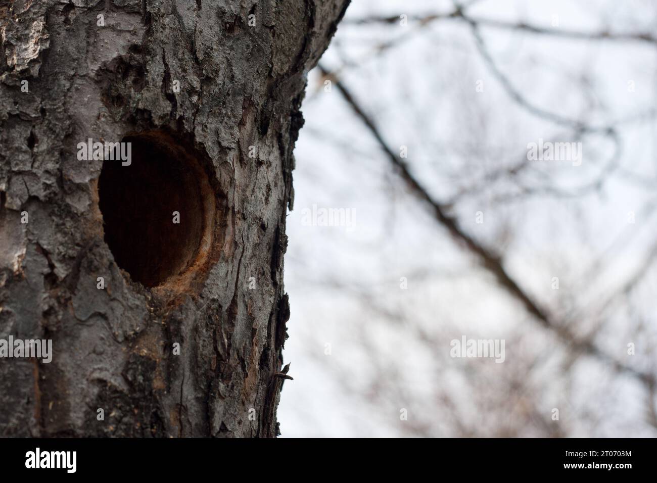 trou rond fait par pic dans le tronc d'un vieil arbre fruitier. Environnement, printemps. Espace pour le texte Banque D'Images