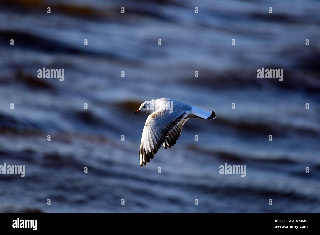 Mouette à tête noire Chroicocephalus ridibundus Banque D'Images