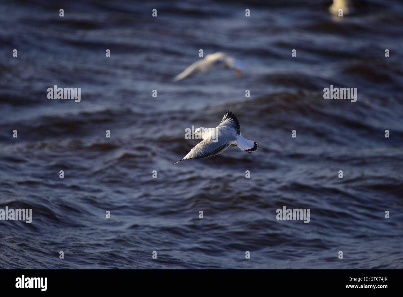 Mouette à tête noire Chroicocephalus ridibundus Banque D'Images