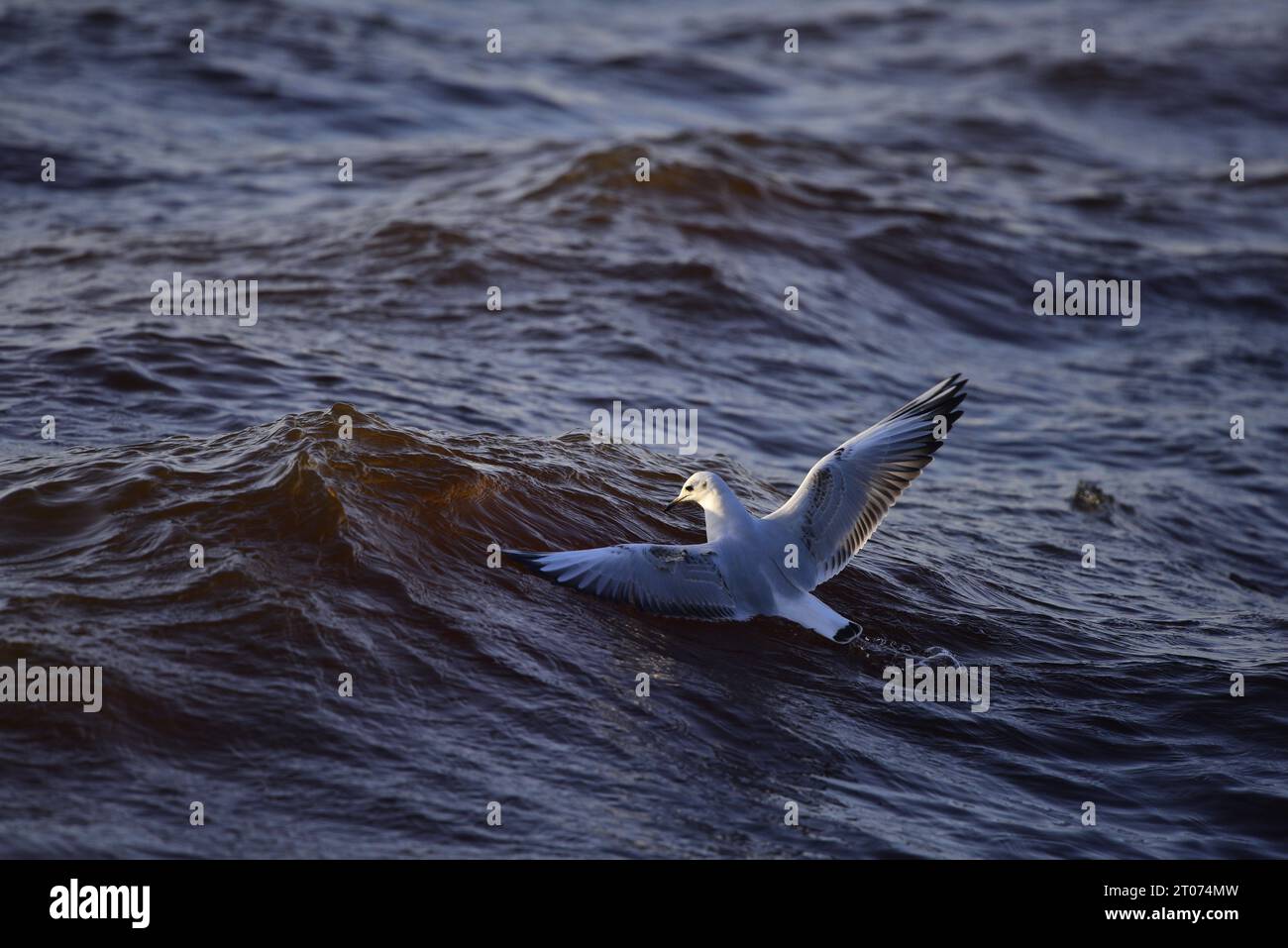 Mouette à tête noire Chroicocephalus ridibundus Banque D'Images