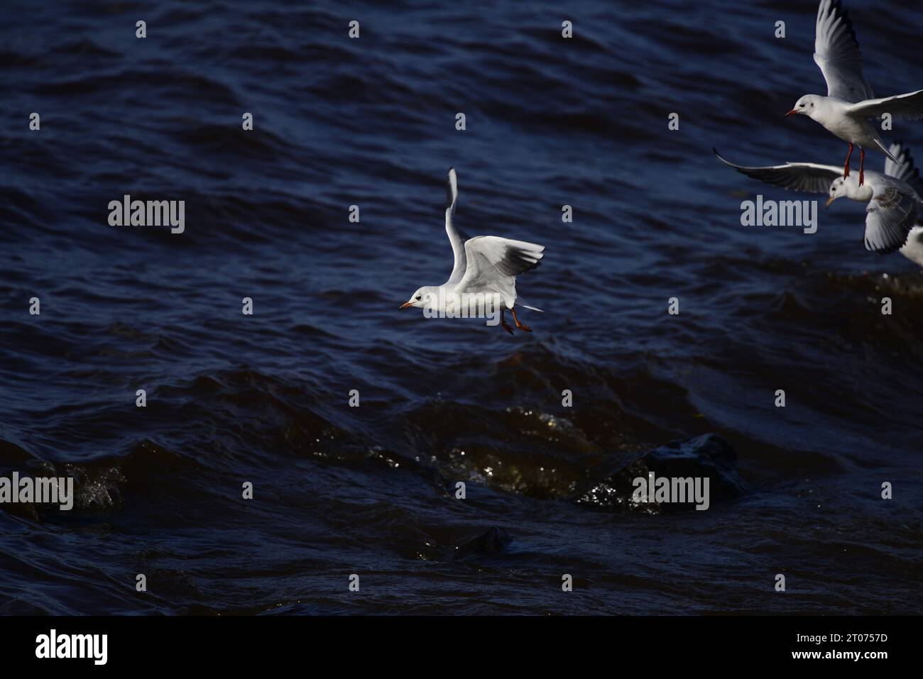 Mouette à tête noire Chroicocephalus ridibundus Banque D'Images