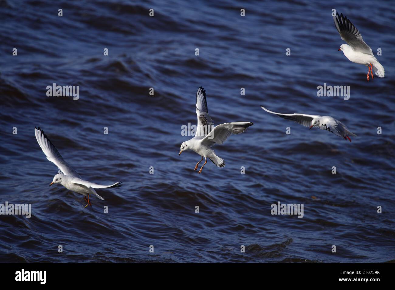 Mouette à tête noire Chroicocephalus ridibundus Banque D'Images