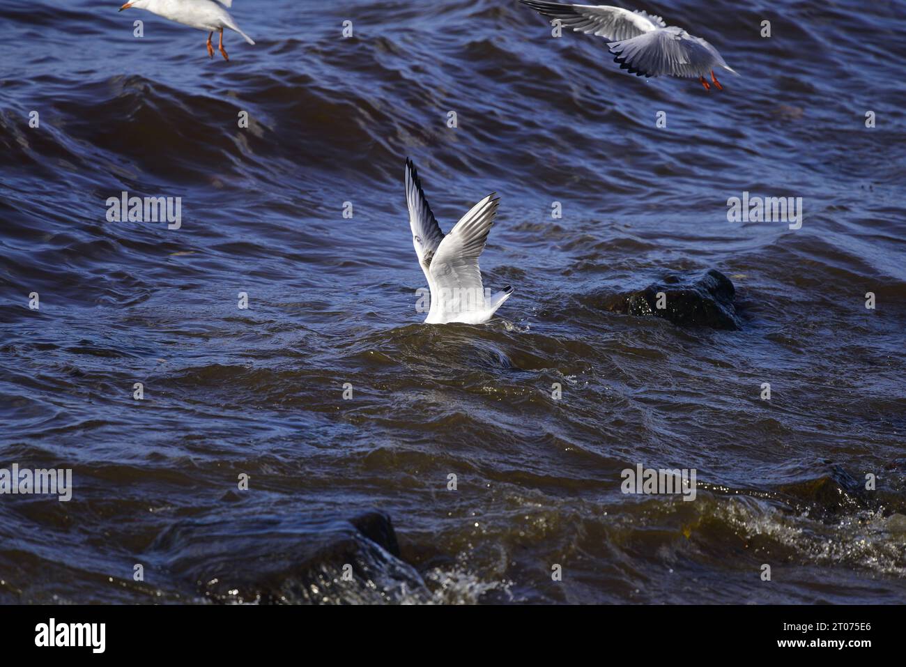 Mouette à tête noire Chroicocephalus ridibundus Banque D'Images