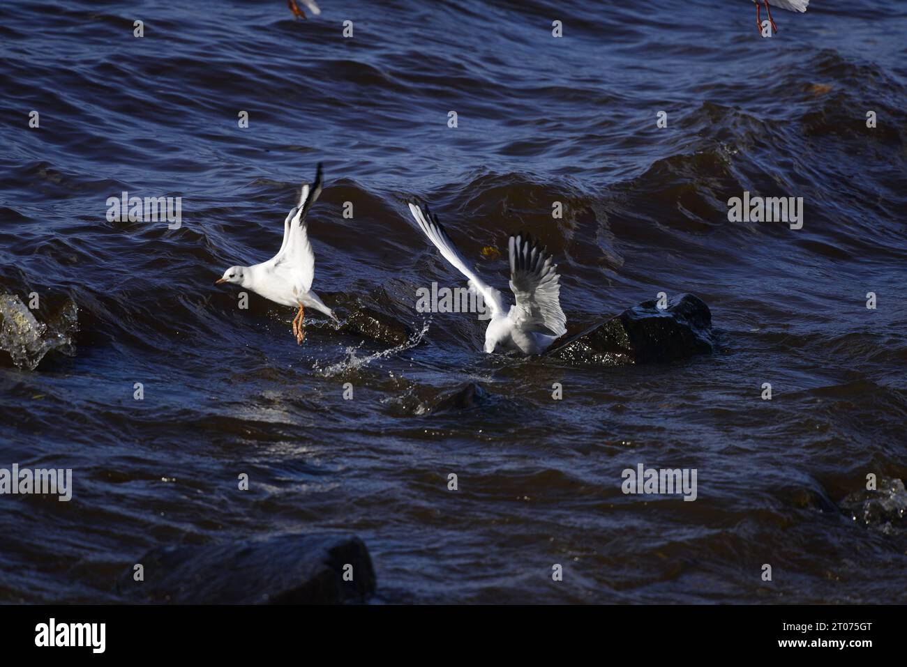 Mouette à tête noire Chroicocephalus ridibundus Banque D'Images