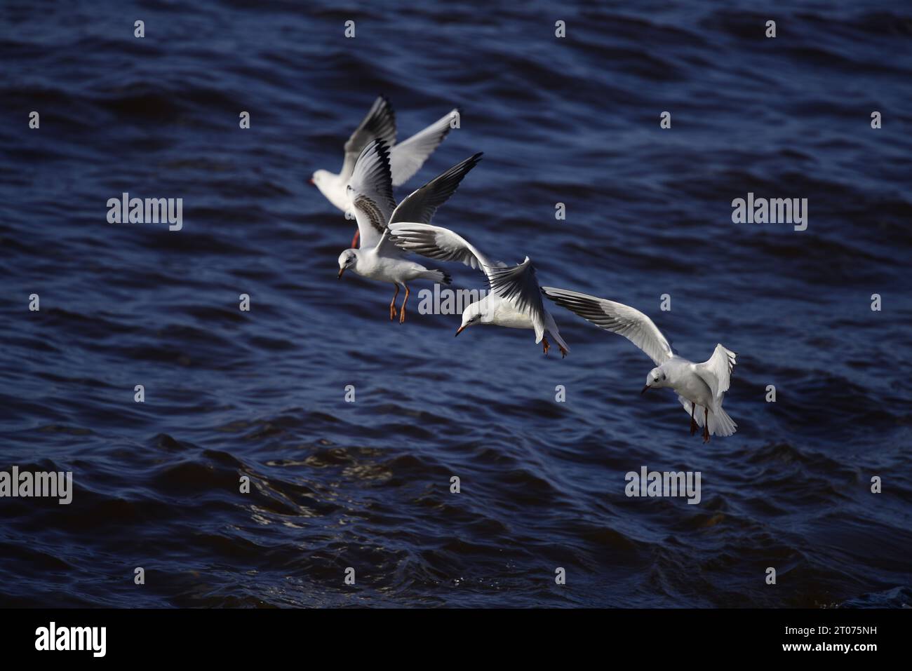 Mouette à tête noire Chroicocephalus ridibundus Banque D'Images