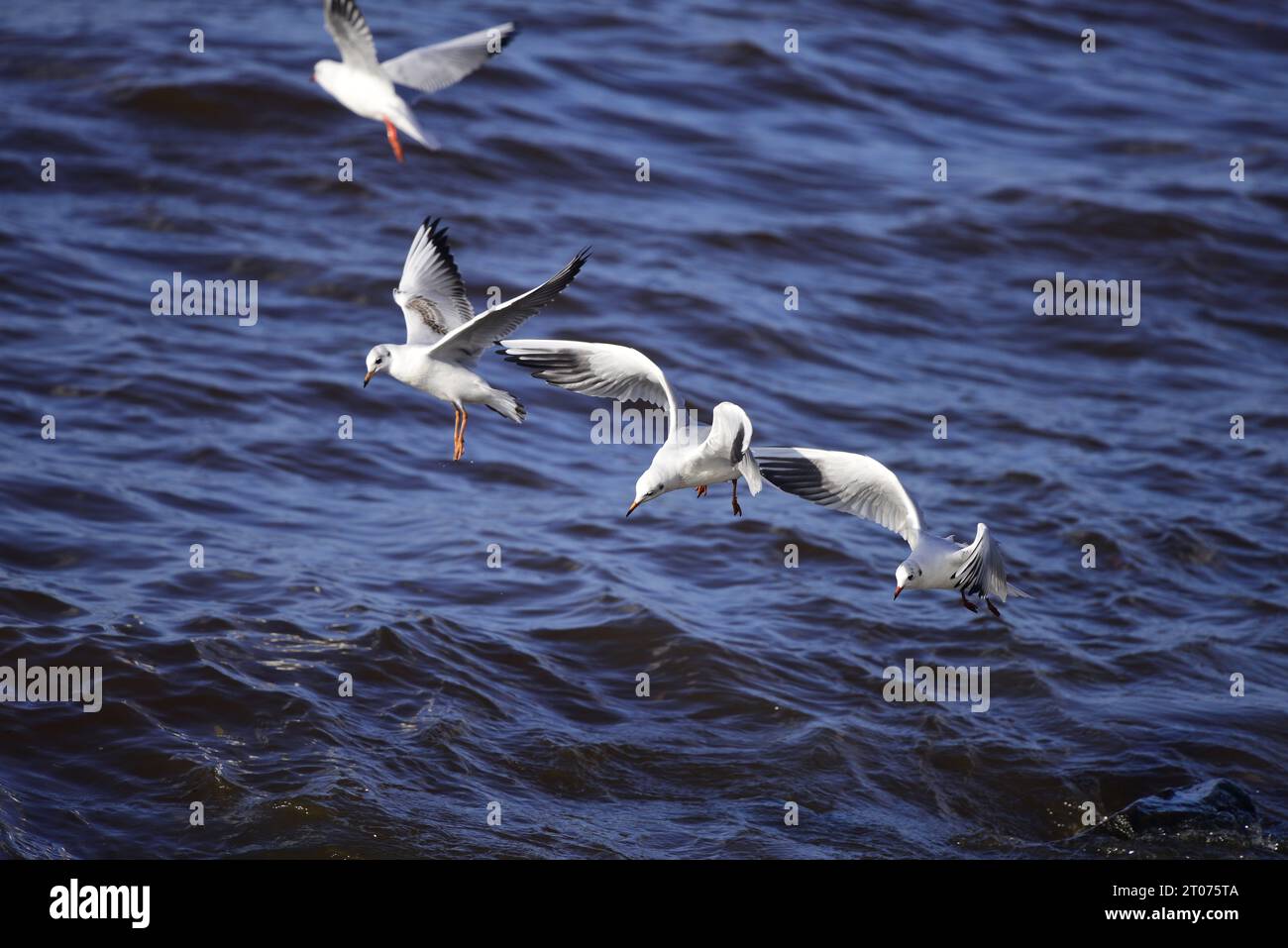 Mouette à tête noire Chroicocephalus ridibundus Banque D'Images