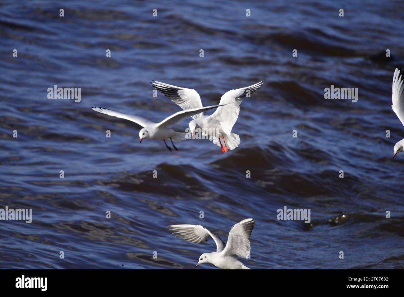 Mouette à tête noire Chroicocephalus ridibundus Banque D'Images