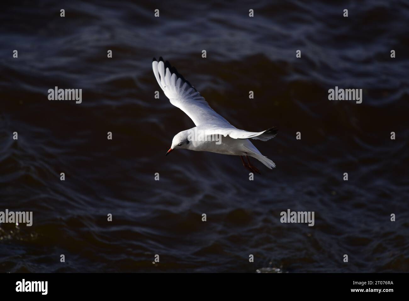 Mouette à tête noire Chroicocephalus ridibundus Banque D'Images