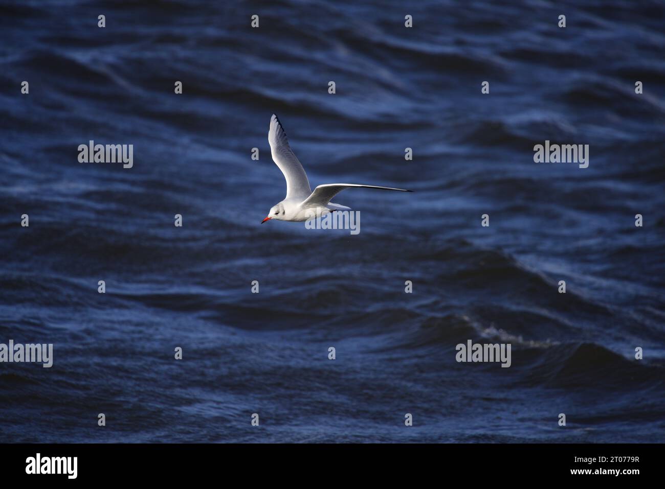 Mouette à tête noire Chroicocephalus ridibundus Banque D'Images