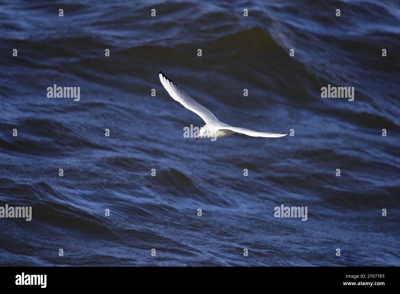 Mouette à tête noire Chroicocephalus ridibundus Banque D'Images