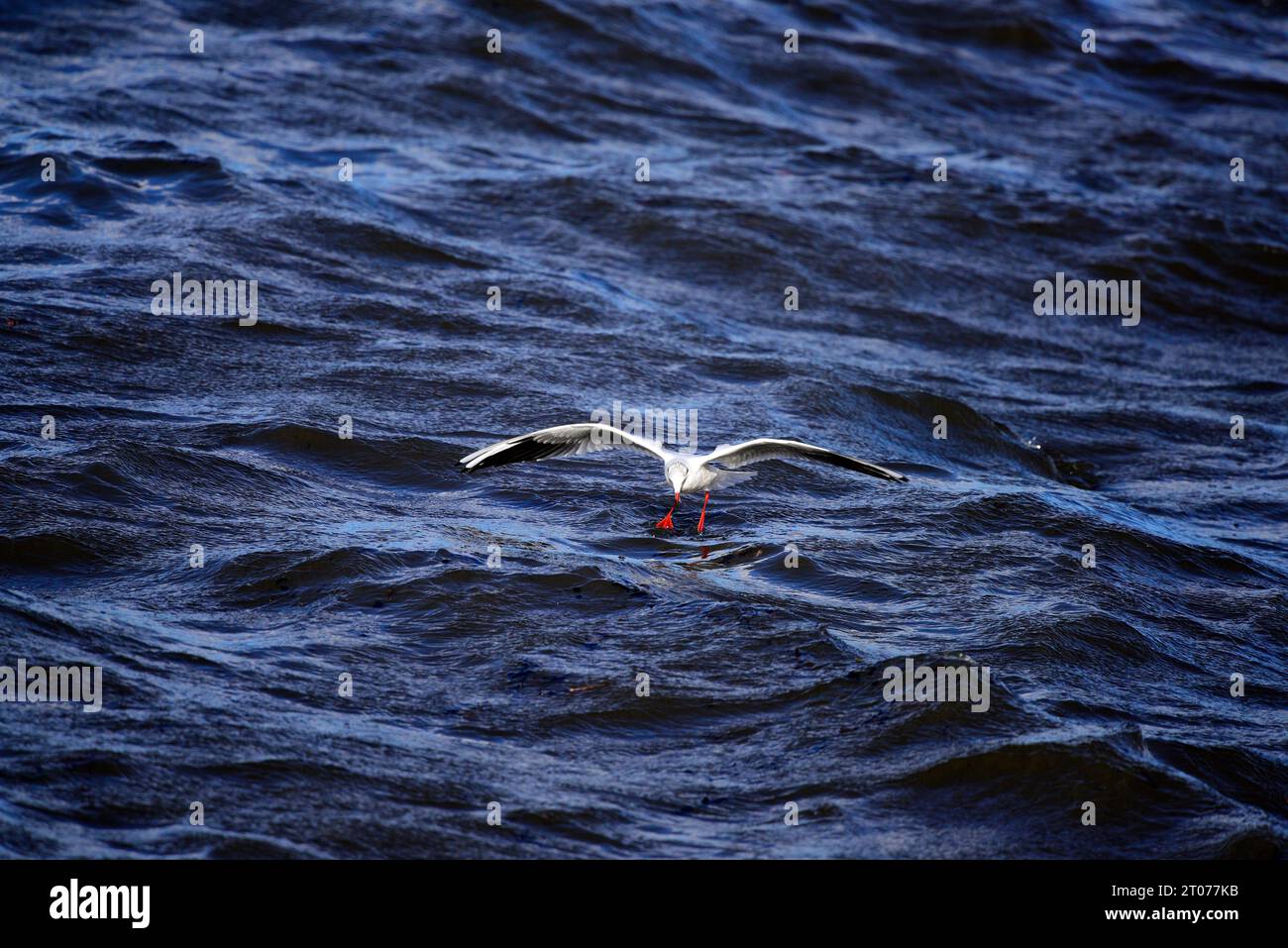 Mouette à tête noire Chroicocephalus ridibundus Banque D'Images