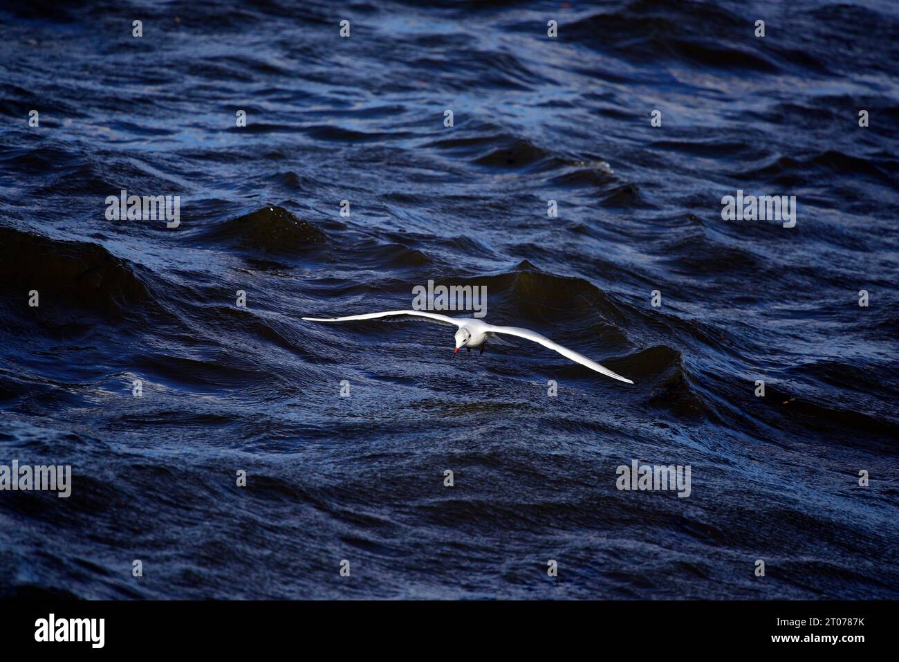 Mouette à tête noire Chroicocephalus ridibundus Banque D'Images