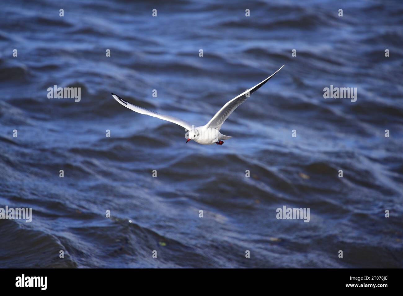 Mouette à tête noire Chroicocephalus ridibundus Banque D'Images