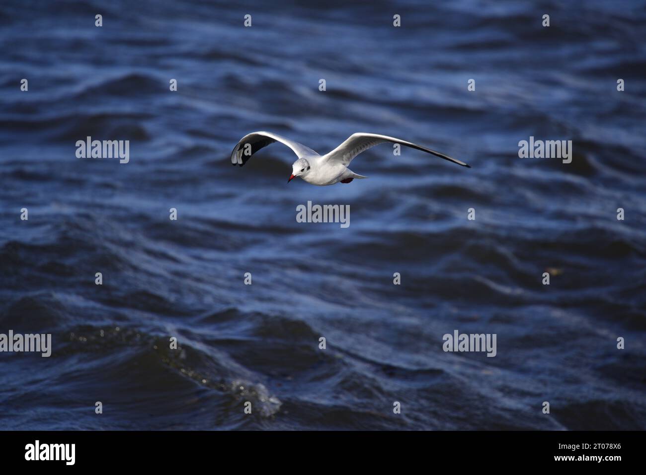 Mouette à tête noire Chroicocephalus ridibundus Banque D'Images