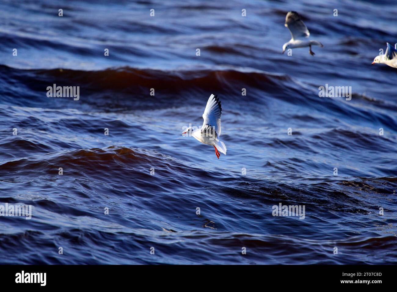 Mouette à tête noire Chroicocephalus ridibundus Banque D'Images