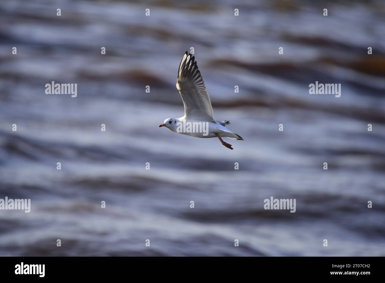 Mouette à tête noire Chroicocephalus ridibundus Banque D'Images