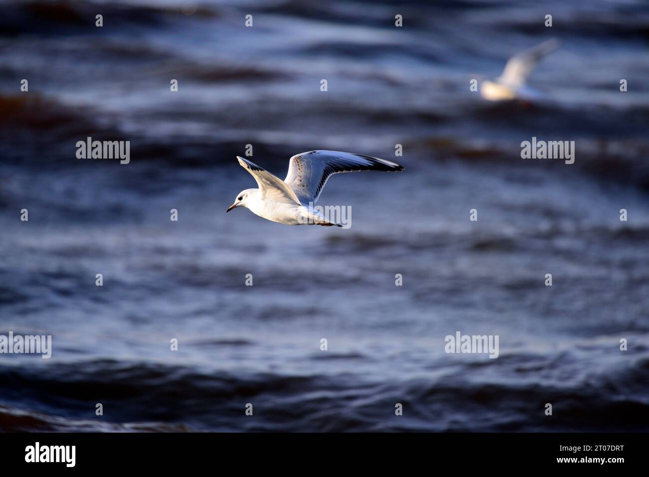 Mouette à tête noire Chroicocephalus ridibundus Banque D'Images