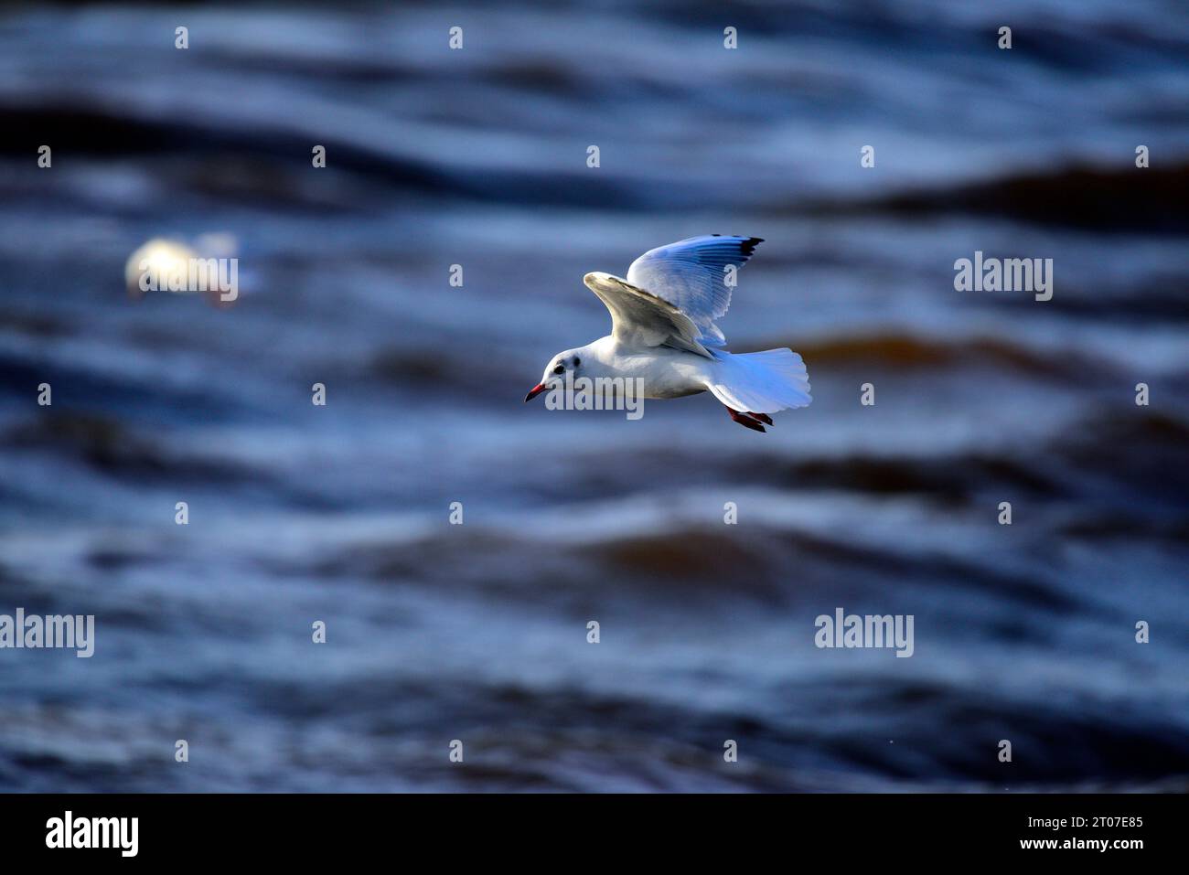 Mouette à tête noire Chroicocephalus ridibundus Banque D'Images