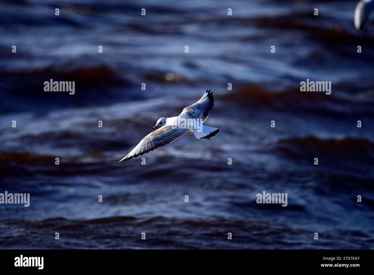 Mouette à tête noire Chroicocephalus ridibundus Banque D'Images