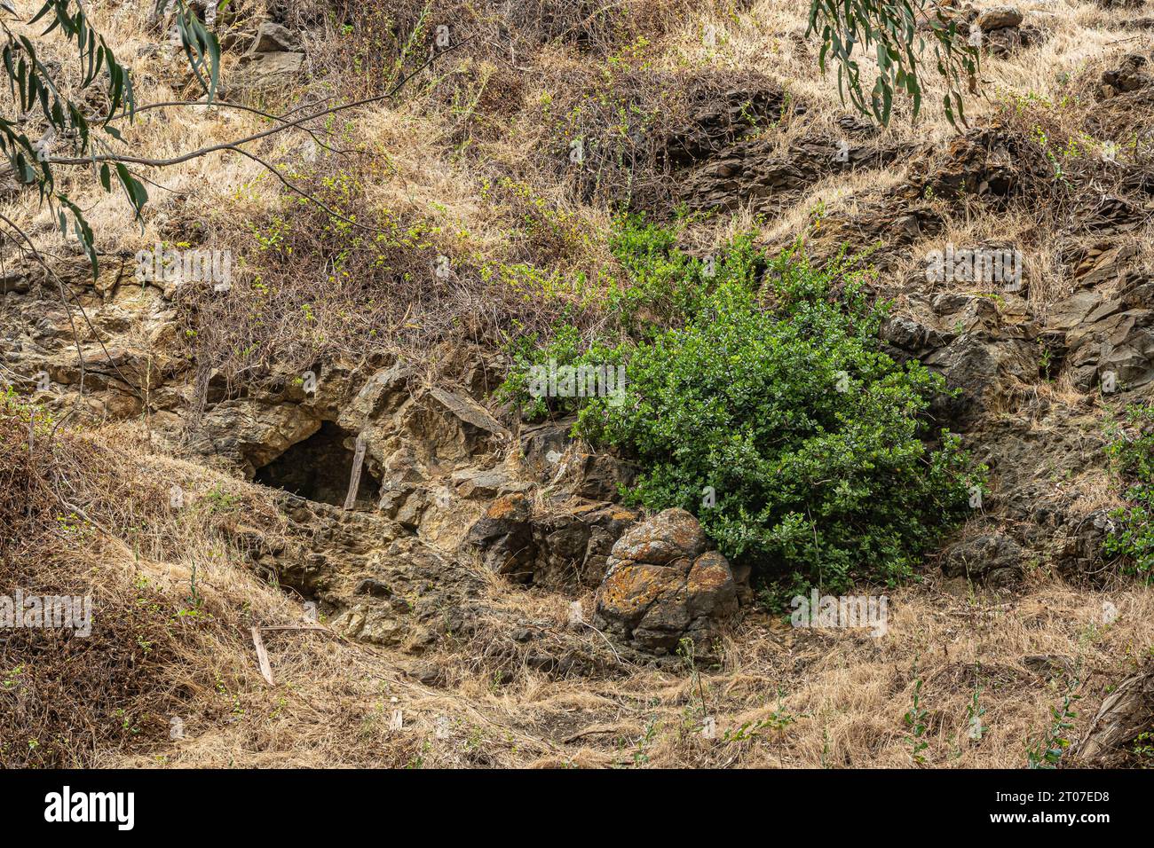 Santa Cruz Island, CA, USA - 14 septembre 2023 : grotte naturelle formée sous la couche supérieure, bien cachée derrière des rochers et un écran de mauvaises herbes. Folia d'arbre vert Banque D'Images