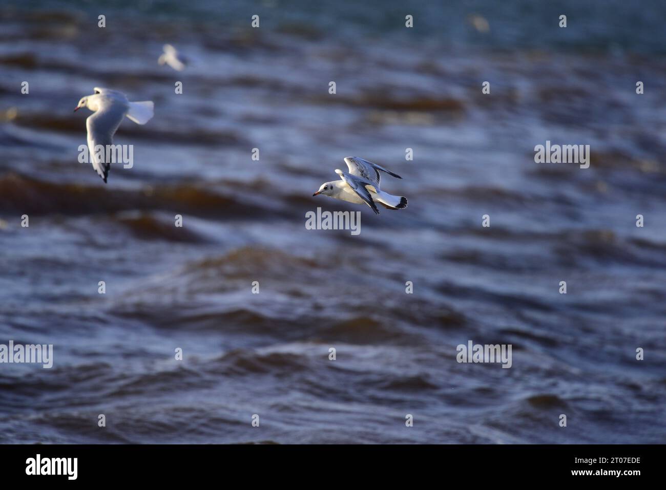 Mouette à tête noire Chroicocephalus ridibundus Banque D'Images