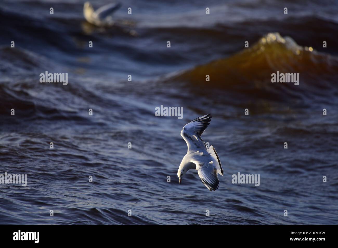 Mouette à tête noire Chroicocephalus ridibundus Banque D'Images