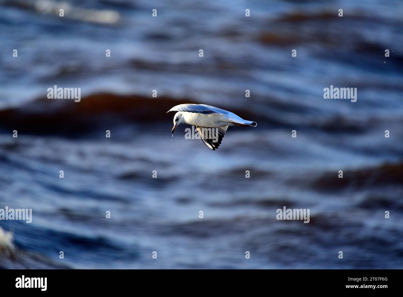 Mouette à tête noire Chroicocephalus ridibundus Banque D'Images