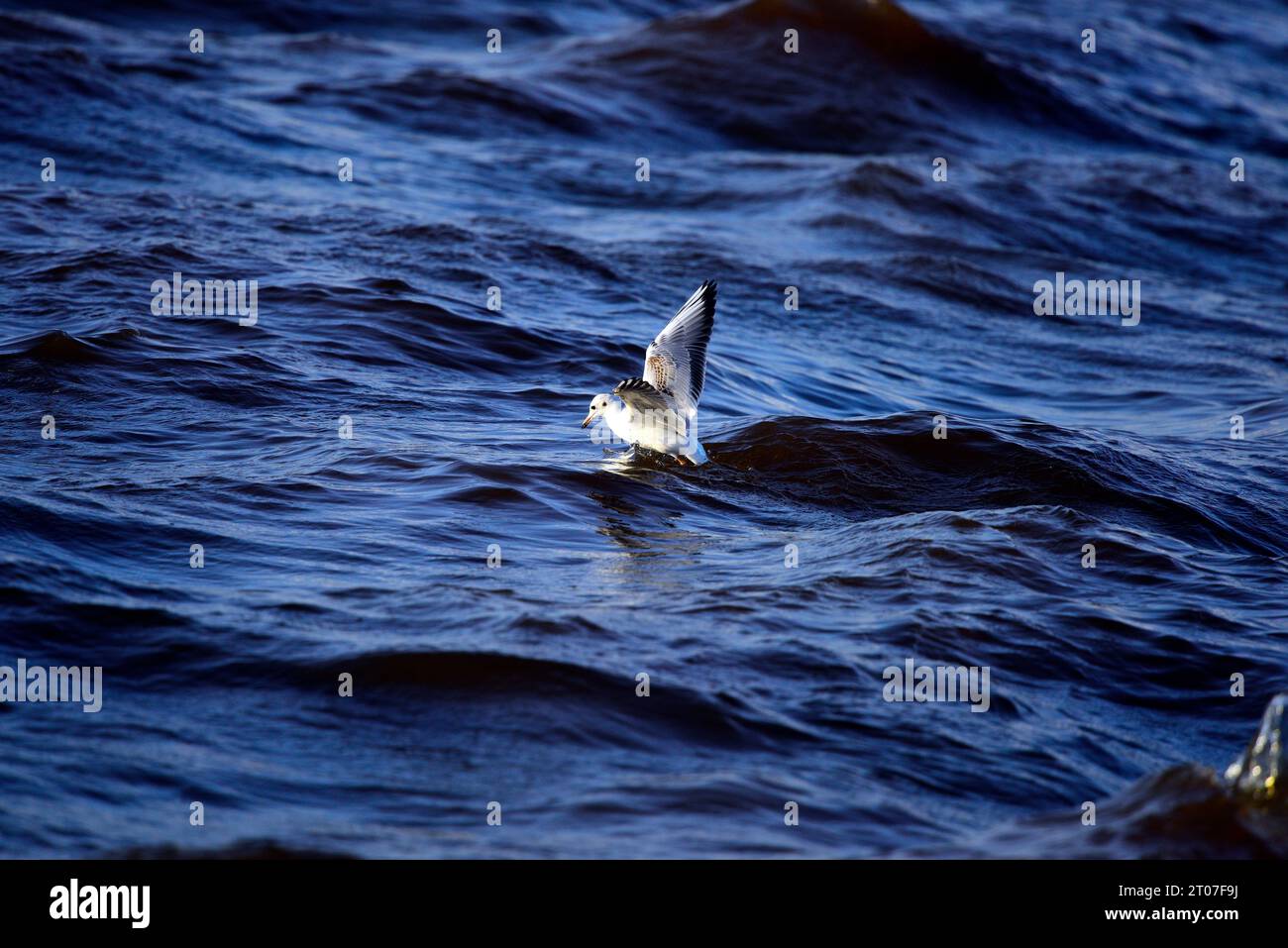 Mouette à tête noire Chroicocephalus ridibundus Banque D'Images