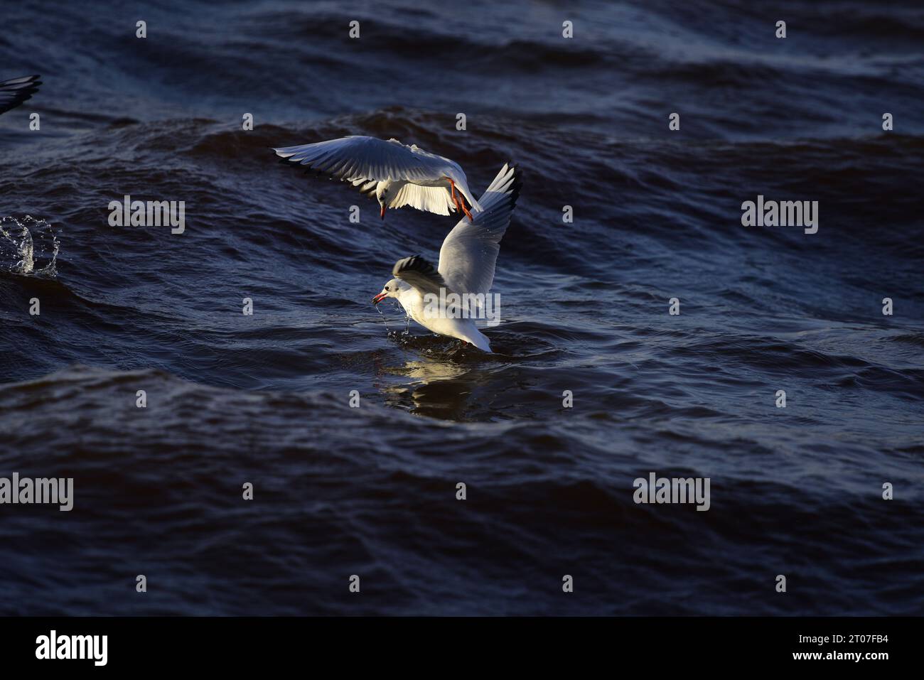 Mouette à tête noire Chroicocephalus ridibundus Banque D'Images