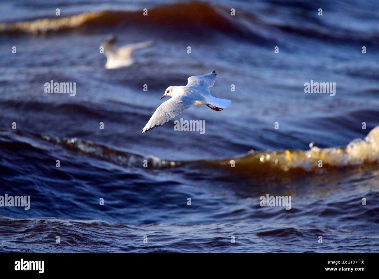 Mouette à tête noire Chroicocephalus ridibundus Banque D'Images